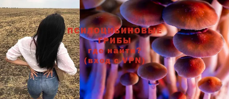 Псилоцибиновые грибы Psilocybine cubensis  купить  сайты  Дмитриев 