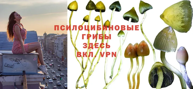 Псилоцибиновые грибы MAGIC MUSHROOMS Дмитриев